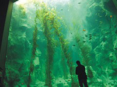 海洋生物博物館