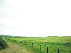 籠仔埔大草原