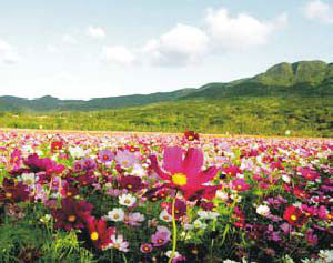 滿州花海