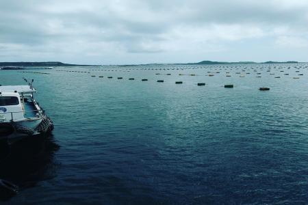 澎湖海洋牧場鮮蚵吃到飽-兒童