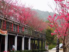 三義藝術村櫻花渡假會館-三義藝術村櫻花渡假會館